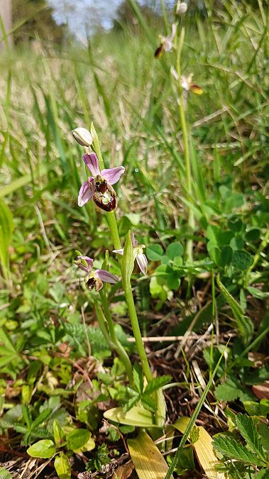 Ophrys splendida  - José Miguel Martins Da Silva