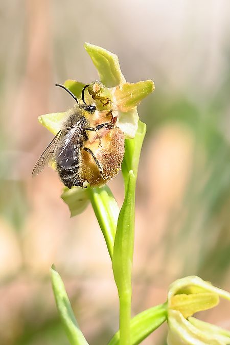 Ophrys occidentalis  - Pierre-Eymard Biron