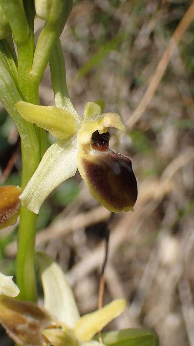 Ophrys aranifera  - Pierre-Eymard Biron