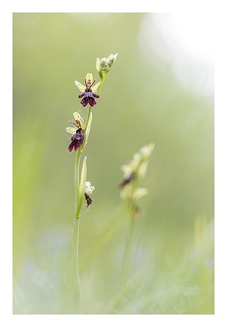 Ophrys insectifera subsp. aymoninii  - Nicolas Faulle