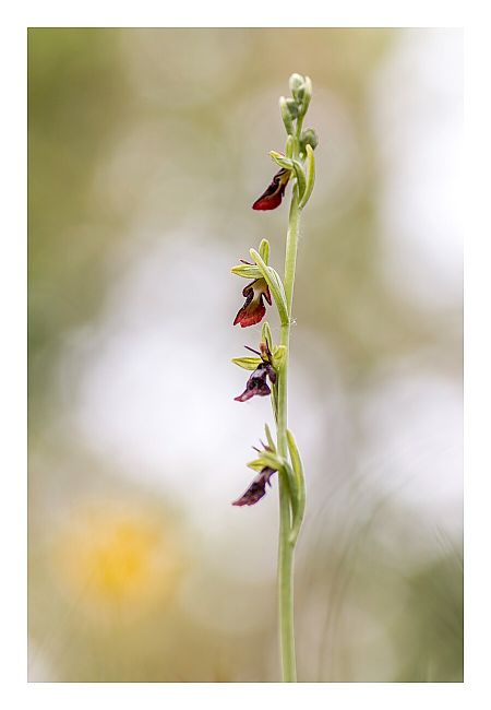 Ophrys insectifera subsp. aymoninii  - Nicolas Faulle