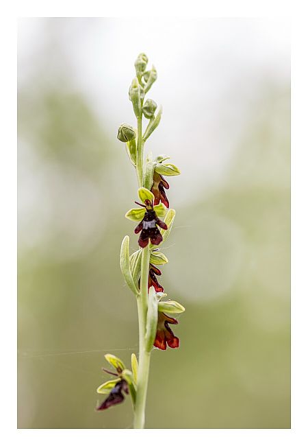 Ophrys insectifera subsp. aymoninii  - Nicolas Faulle