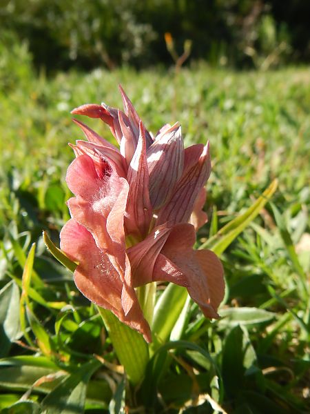 Serapias neglecta  - Jeff Mauffrey