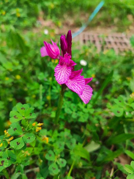 Anacamptis papilionacea 