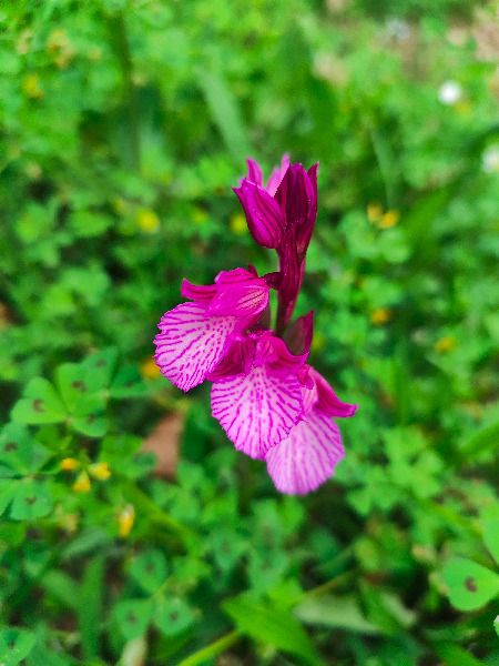 Anacamptis papilionacea 