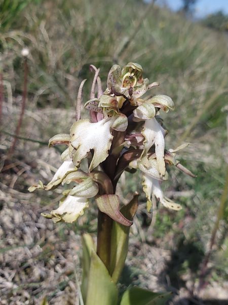 Himantoglossum robertianum  - Jean Claude Bouveron