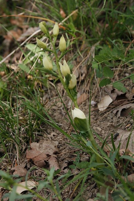 Cephalanthera damasonium  - Jean Claude Bouveron