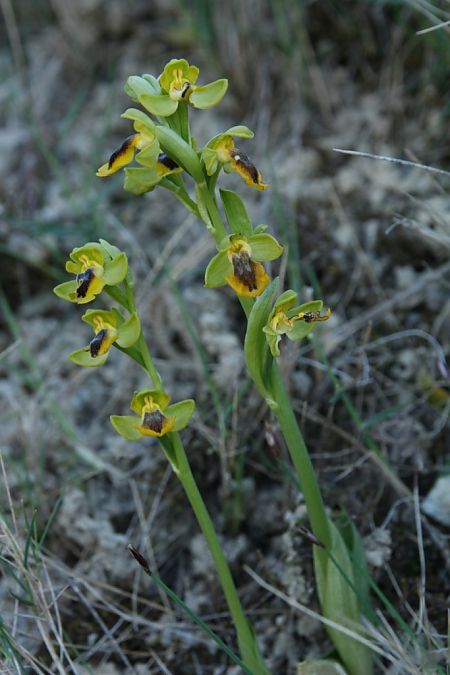 Ophrys lutea  - Jean Claude Bouveron