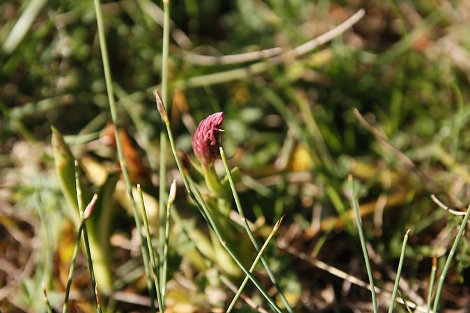 Anacamptis pyramidalis  - Jean Claude Bouveron