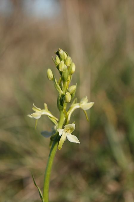 Platanthera bifolia  - Jean Claude Bouveron