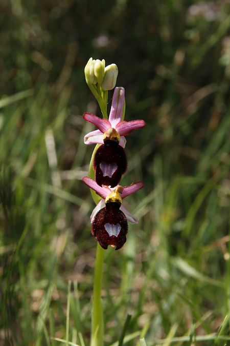 Ophrys aurelia  - Jean Claude Bouveron