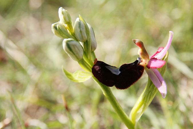Ophrys aurelia  - Jean Claude Bouveron