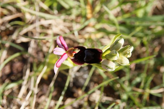 Ophrys drumana  - Jean Claude Bouveron