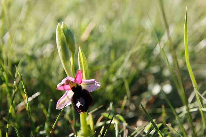 Ophrys aurelia  - Jean Claude Bouveron