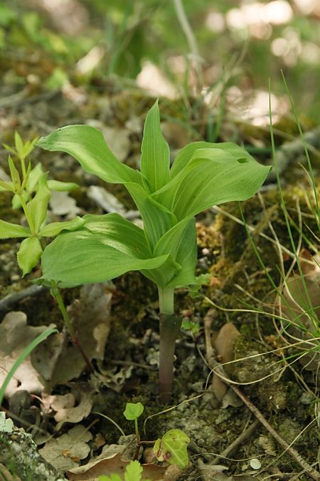 Epipactis helleborine subsp. tremolsii  - Jean Claude Bouveron