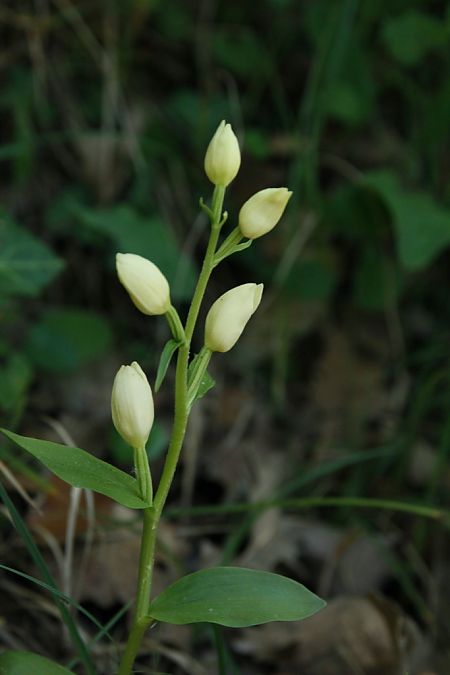Cephalanthera damasonium  - Jean Claude Bouveron