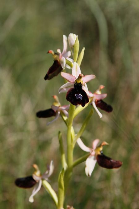Ophrys aurelia  - Jean Claude Bouveron