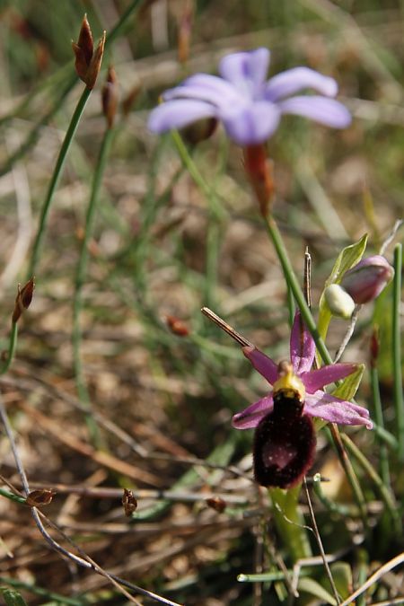 Ophrys drumana  - Jean Claude Bouveron