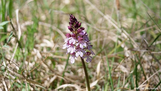 Orchis purpurea  - Michel Decremps