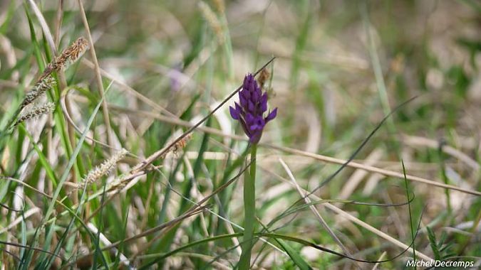 Anacamptis pyramidalis  - Michel Decremps