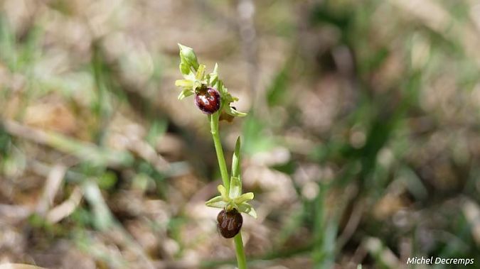 Ophrys sphegodes  - Michel Decremps