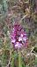 Orchis purpurea (Orchis pourpre) © Pascal Maire
