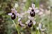 Ophrys splendida  - Ghislain Constans