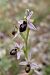 Ophrys splendida  - Ghislain Constans