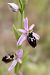 Ophrys splendida  - Ghislain Constans