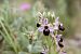 Ophrys splendida  - Ghislain Constans