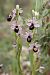 Ophrys splendida  - Ghislain Constans