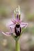 Ophrys splendida  - Ghislain Constans