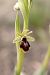Ophrys aymoninii  - Ghislain Constans