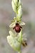 Ophrys aymoninii  - Ghislain Constans