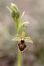 Ophrys aymoninii  - Ghislain Constans