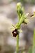 Ophrys aymoninii  - Ghislain Constans