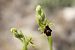 Ophrys aymoninii  - Ghislain Constans