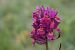 Dactylorhiza sambucina f. zimmermanii  - Ghislain Constans