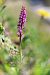 Orchis ichnusae  - Mathis Buriasco