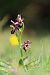 Ophrys morisii  - Mathis Buriasco