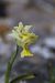 Orchis pauciflora  - Mathis Buriasco