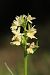 Dactylorhiza insularis  - Mathis Buriasco