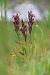 Serapias nurrica  - Mathis Buriasco