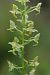 Platanthera algeriensis  - Mathis Buriasco