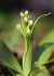 Orchis pallens (Orchis pâle) © Jean Valentin