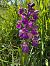 Anacamptis morio (Orchis bouffon) © Catherine Lamena