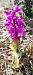 Orchis olbiensis  - Pierre Defontaines