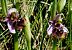 Ophrys fuciflora  - Laurent Fourneret