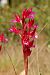 Anacamptis papilionacea  - Patrick Serra