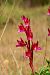 Anacamptis papilionacea  - Patrick Serra